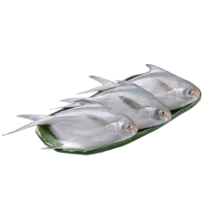 வாவல் மீன் - pomfret fish