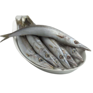 ஊளி மீன் - Barracuda fish