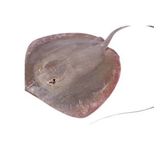 கருதிருக்கை - Stingray fish