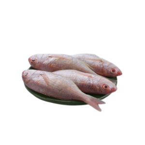 சங்கரா மீன் - Romeo fish